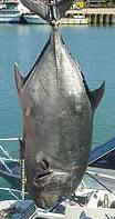 38-4 KG TREVALLY 08-2007 38-4 KG TREVALLY 08-2007